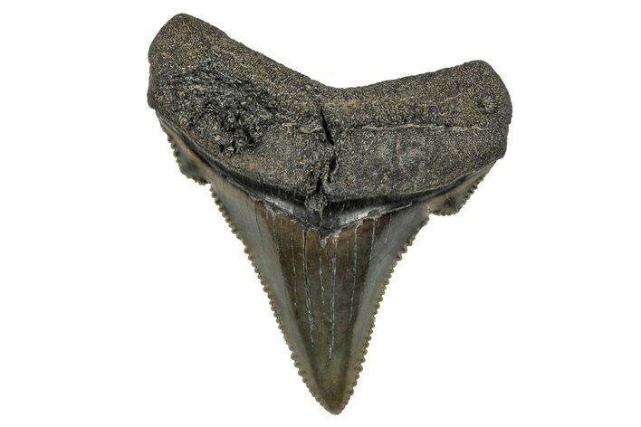 Serrated Angustidens Tooth - Megalodon Ancestor #340400